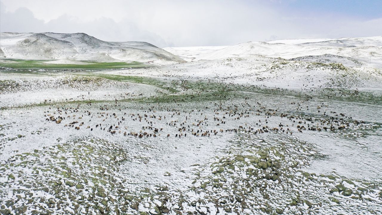 Ağrı'da yayla yolundaki göçerler sürüleriyle kara yakalandı