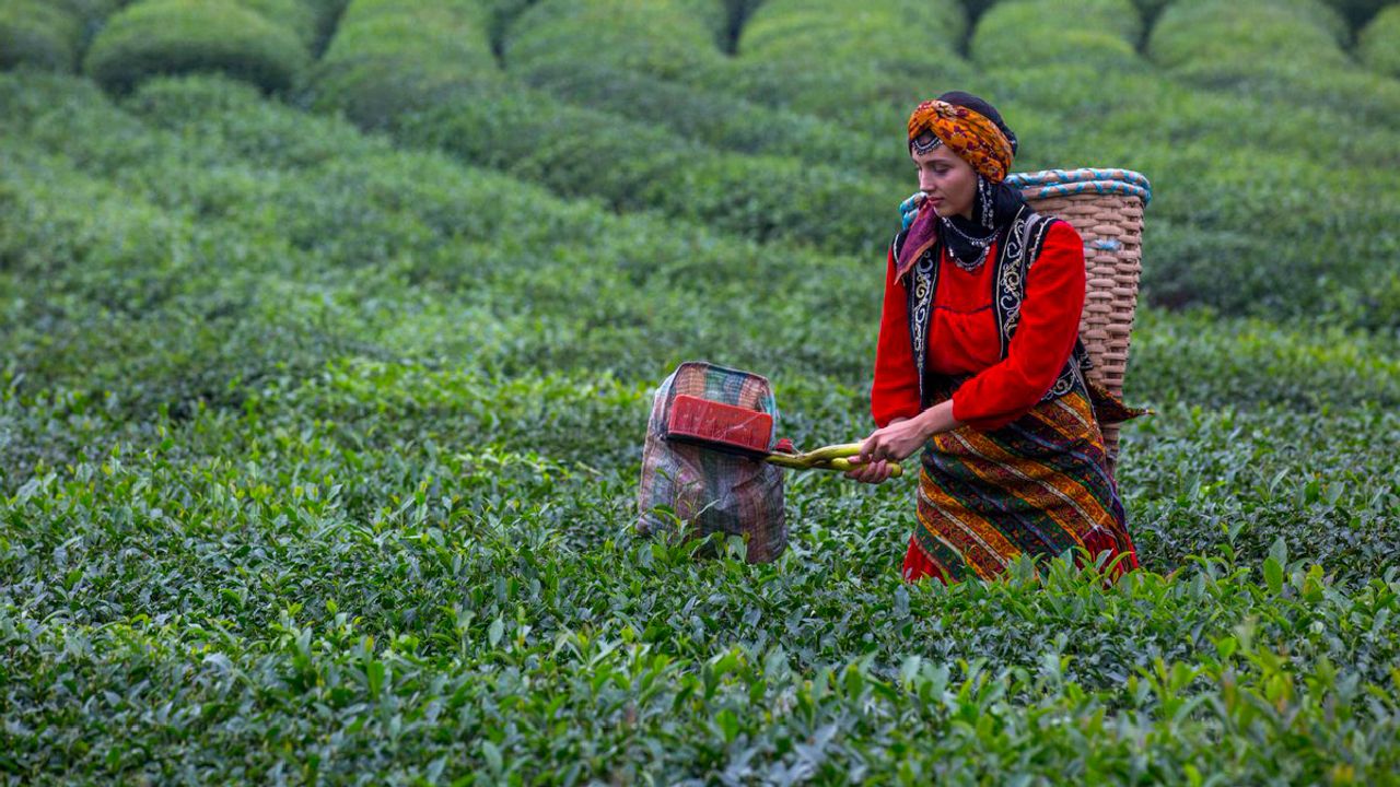 Rize'de protesto: Çay üreticileri ÇAYKUR'a yürüyecek