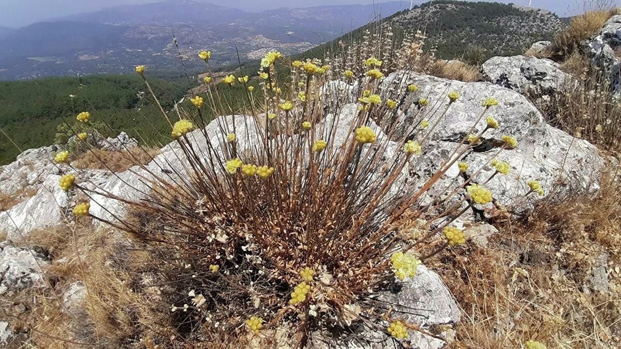 Sadece Türkiye'de yetişen Aydın Ölmez çiçeğinden 11 adet kaldı