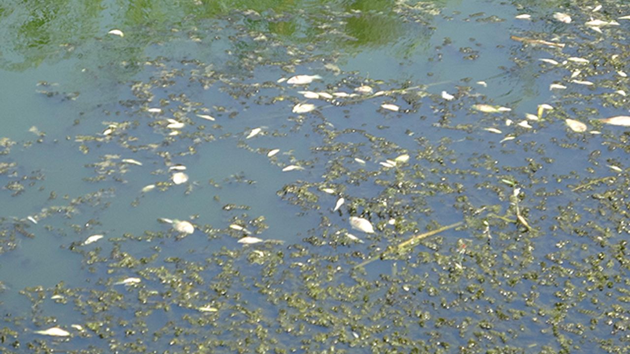 Büyük Menderes eski yatağında kuraklıktan binlerce balık öldü