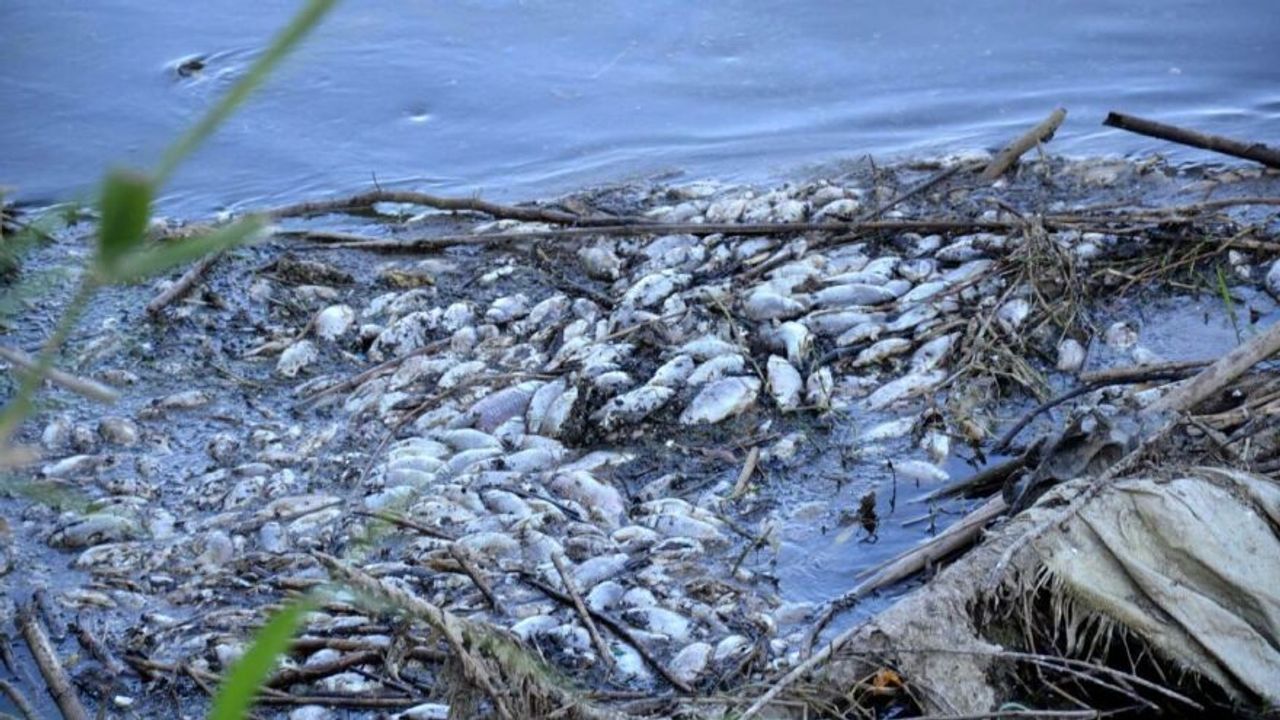 Gediz Nehri’nde balıklar ölüyor