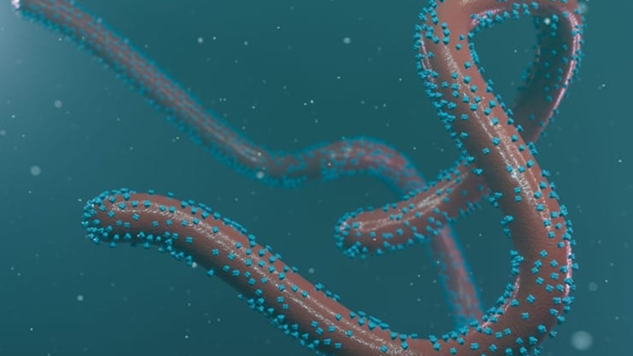 Batı Afrika'da salgına yol açmasından endişe edilen bir virüs tespit edildi