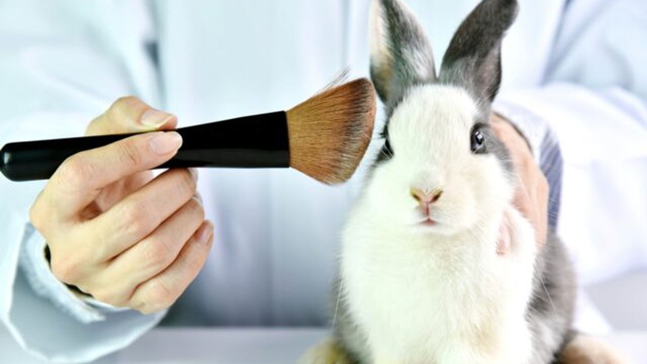Meksika'da hayvanlar üzerinde yapılan kozmetik testler yasaklanıyor