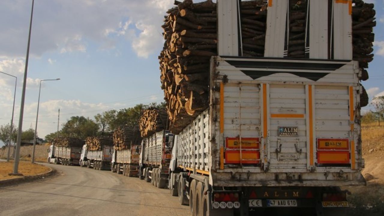 Şırnak’ta kesilen ağaçlar TIR'larla taşınıyor