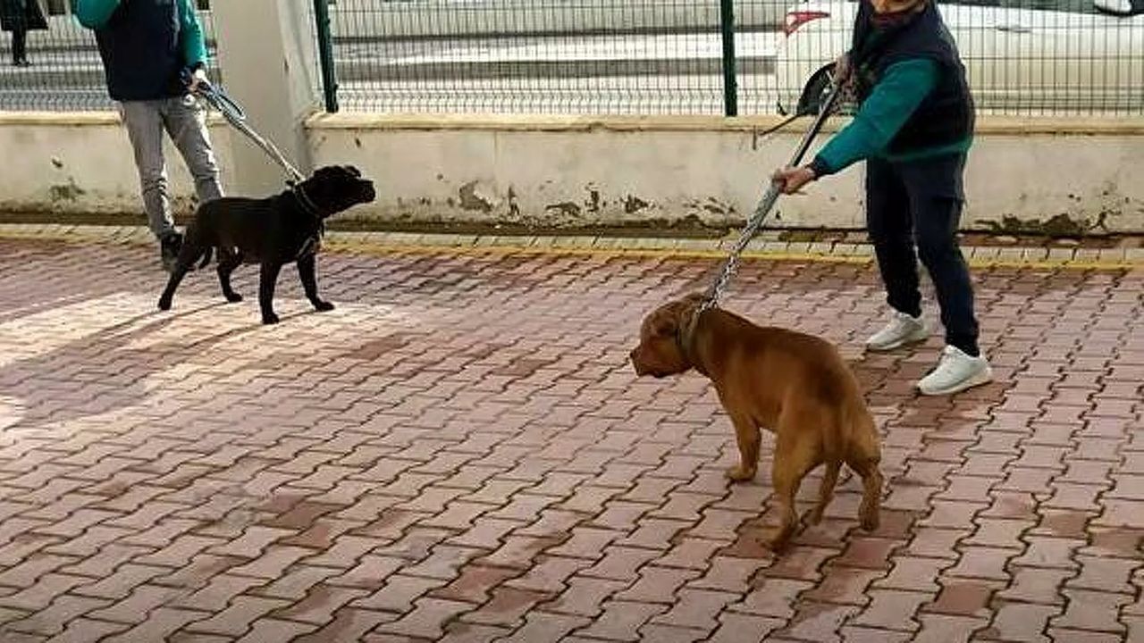 Asiye'ye saldıran pitbull cinsi köpekler silah sayıldı