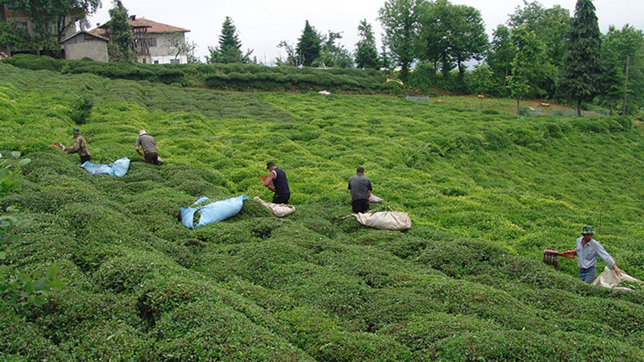 "210 bin çay üreticisinin gübre alacak parası yok"