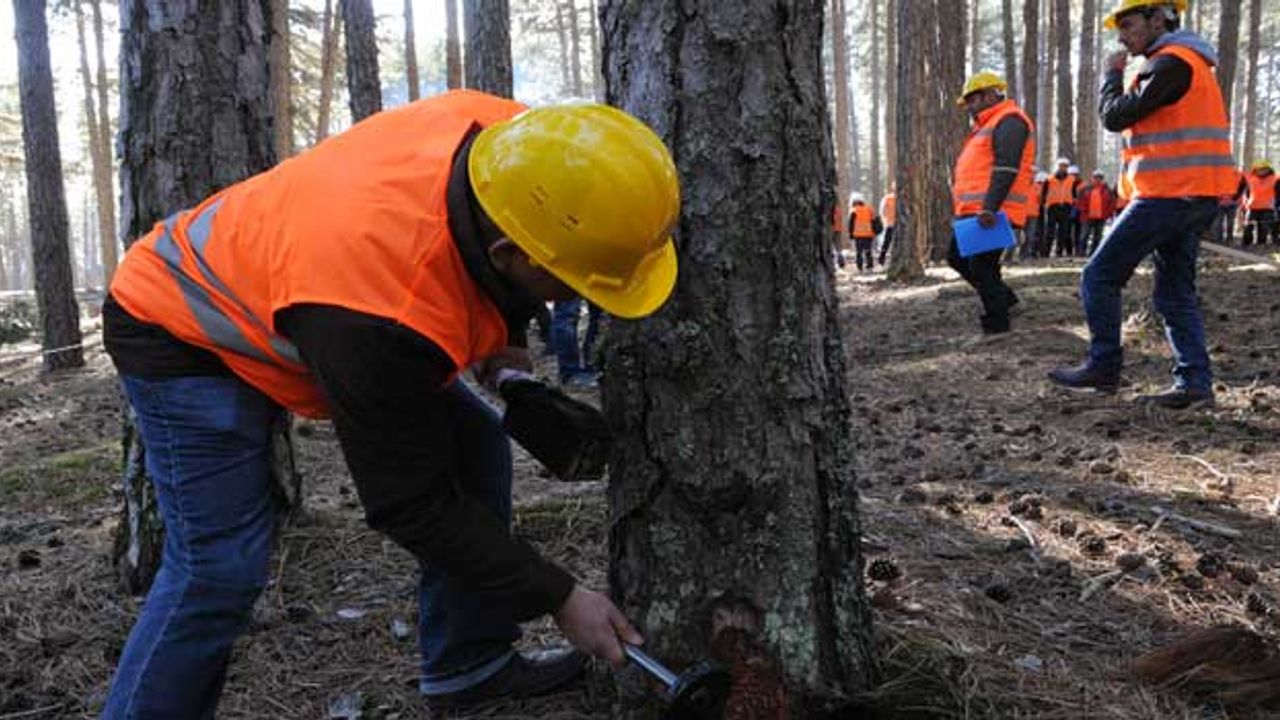 Resmi Gazete'de yayınlandı: Orman Genel Müdürlüğü'ne 5 bin geçici işçi alımı