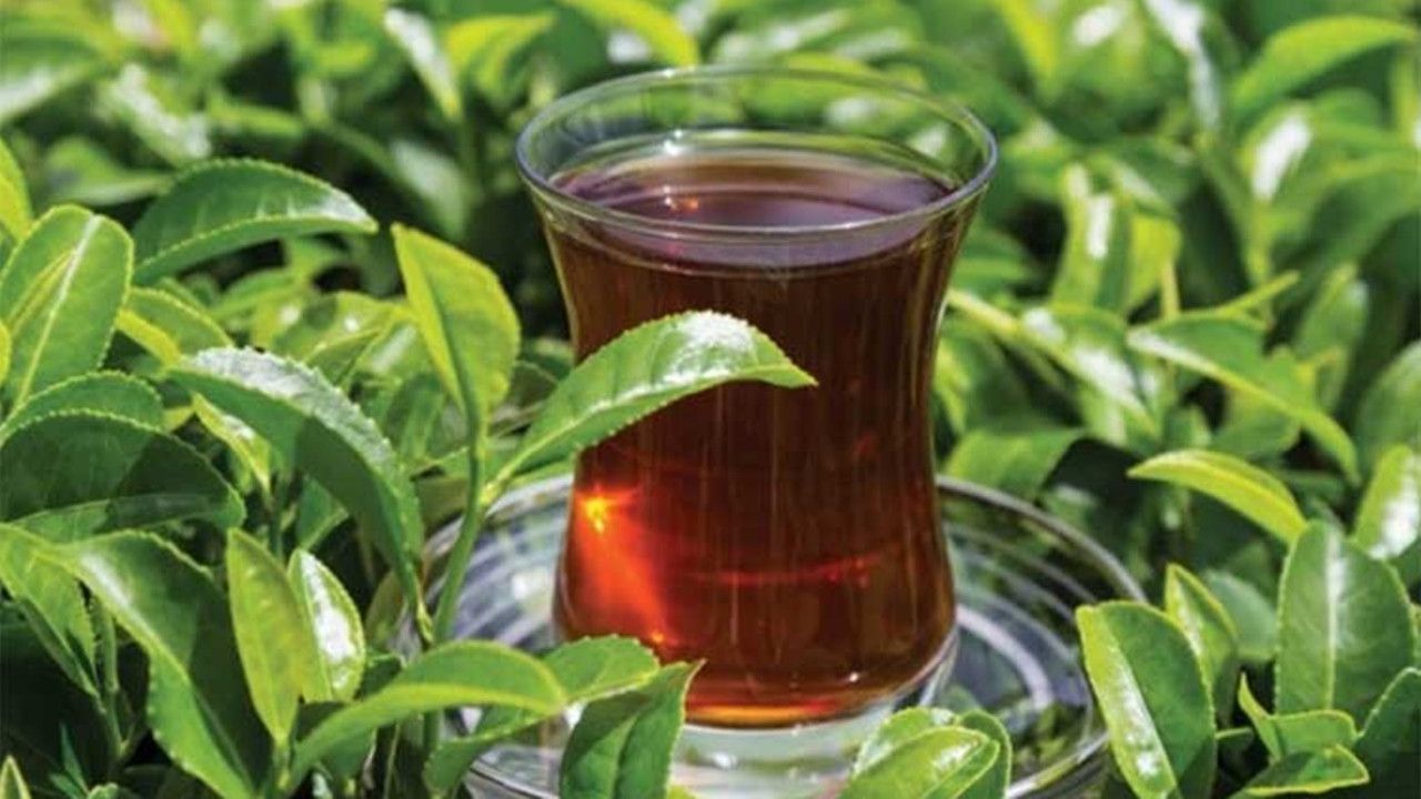 Erdoğan Çay taban fiyatını açıkladı, Üretici "hayal kırıklığı yaşıyoruz bu zam değil sadakadır"