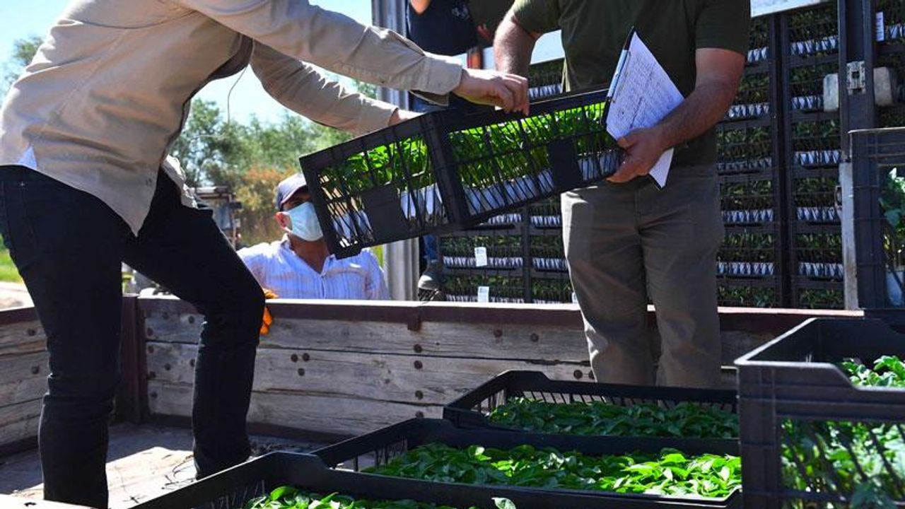 Ankara Büyükşehir Belediyesi yaklaşık 9,5 milyon sebze fidesini üreticilere dağıtmaya başladı