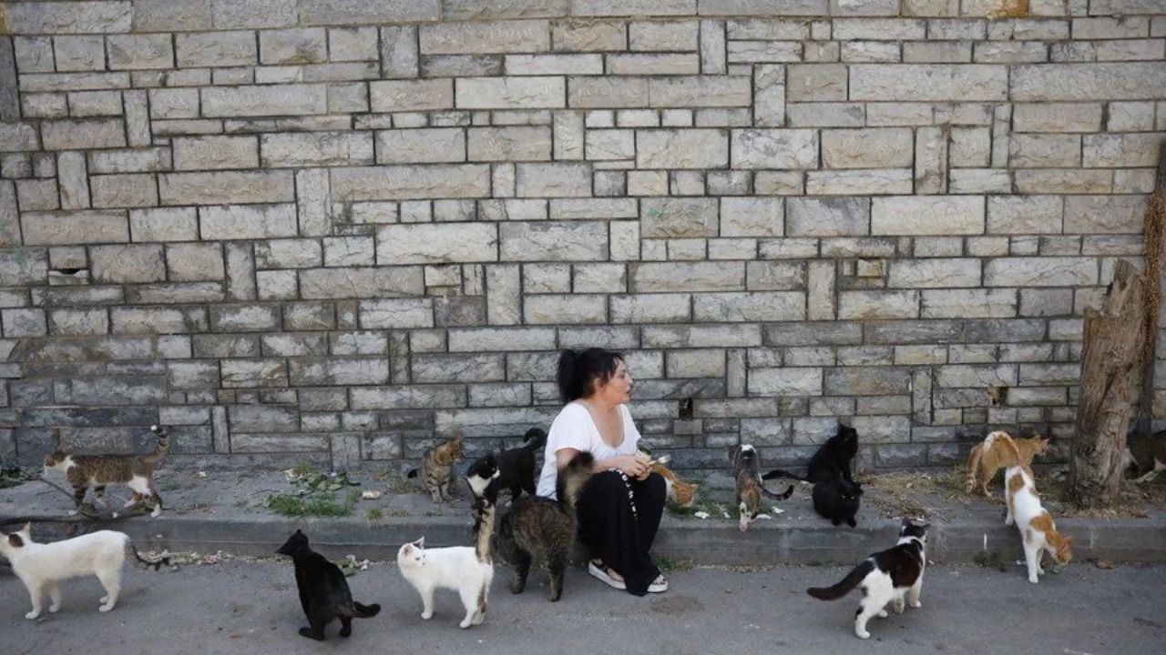 Büyükada toplu kedi ölümleri: 4 ayda 700 kedi öldü! Hayvanseverler: Çaresizce izliyoruz