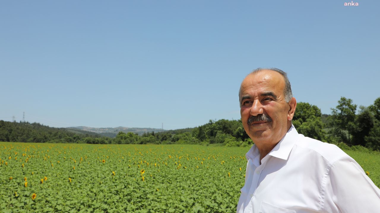 Mudanya Belediyesi'nin ayçiçekleri hasada hazır