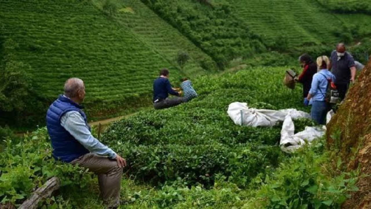 Çay üreticilerinden ve siyasilerden Çay Kanunu'na tepki: Çayda sömürü kanunlaşıyor!