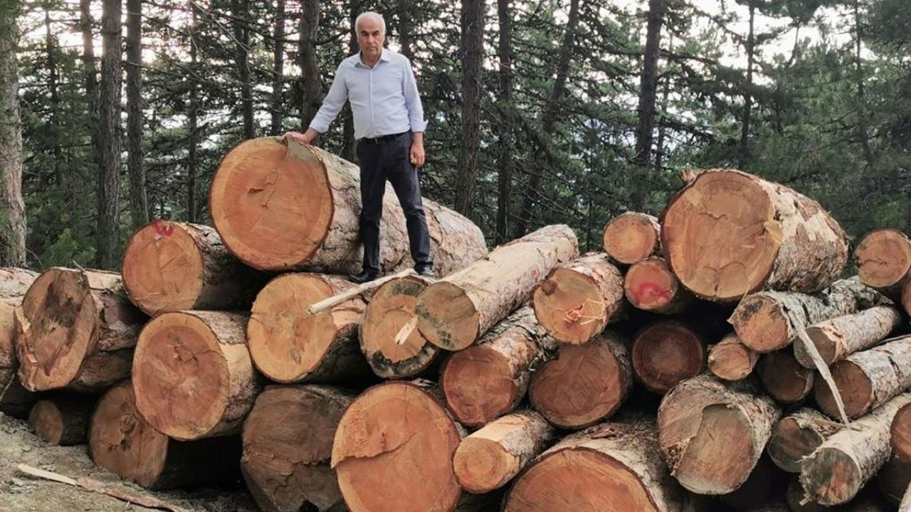 AKP'li vekil ağaç kesimine tepki gösterdi: Orman köylüleri, ormanları orman teşkilatından korumak için mücadele ediyor!