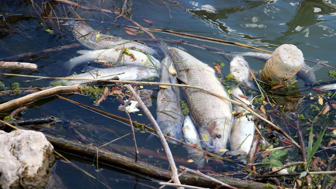 Kızılırmak’ın Sivas bölümünde toplu balık ölümleri