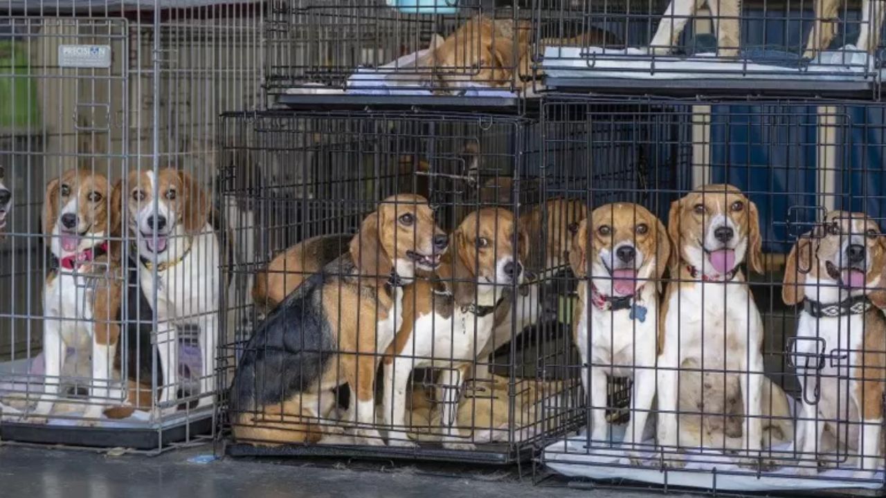 Bu köpeklere yuva aranıyor: Yetiştirme yurtlarından kurtarıldılar