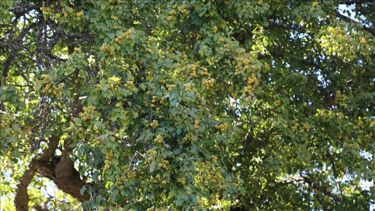 Artvin'de 1100 yıllık armut ağacı meyve vermeye devam ediyor