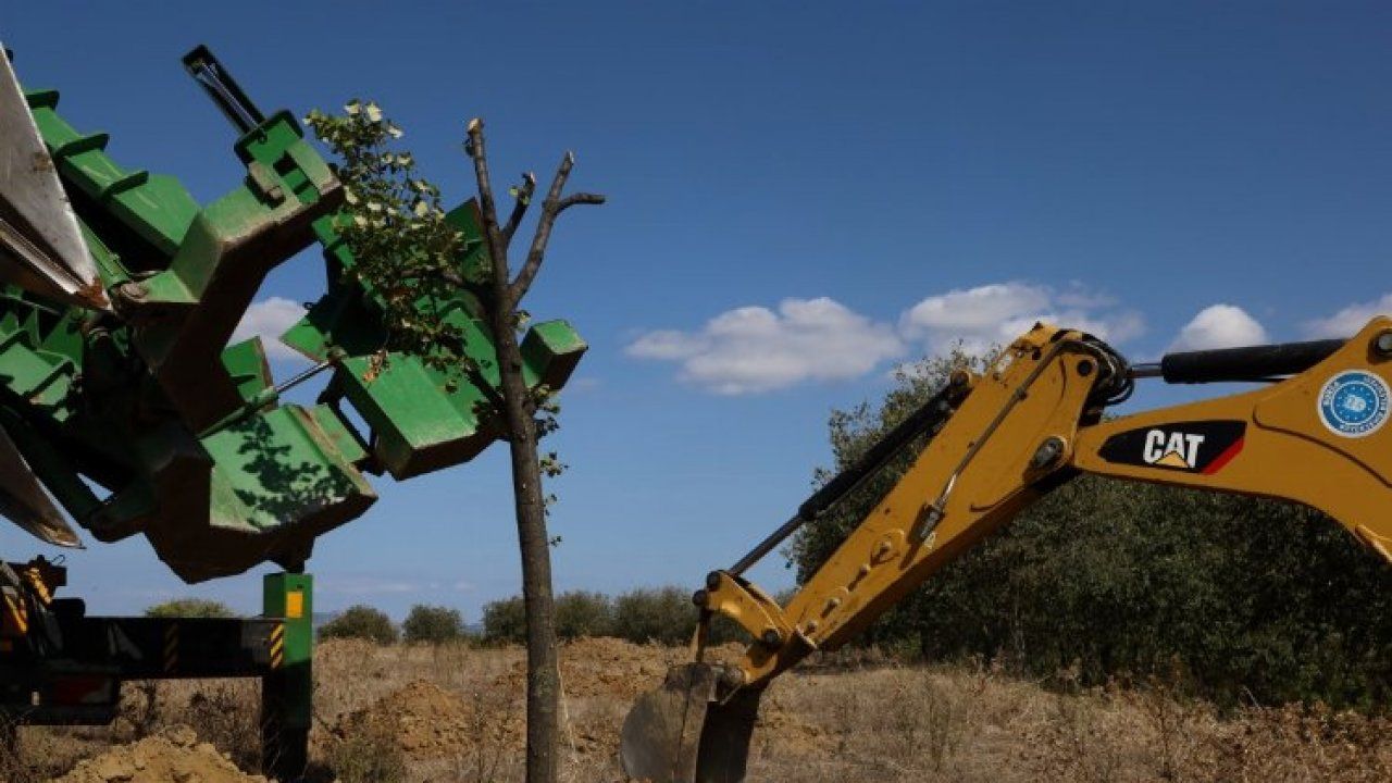 Bursa'da yolda kalan ağaçlar taşınıyor
