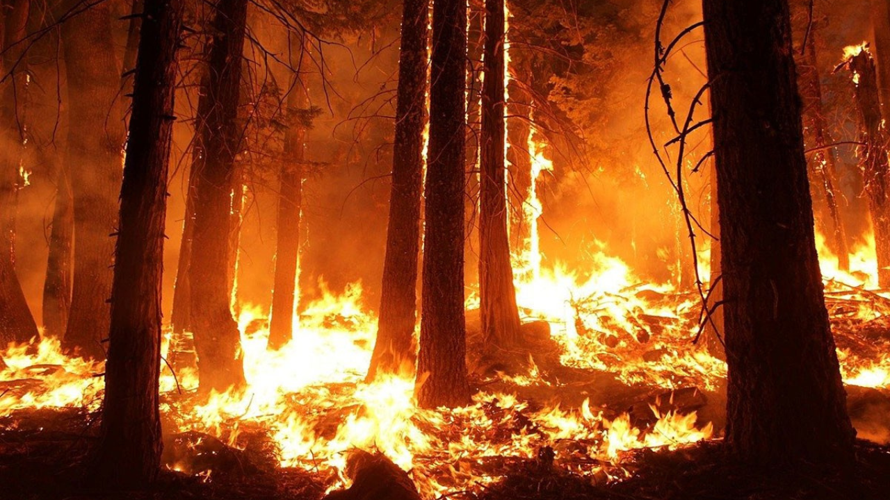 Milas-Söke arasında orman yangını