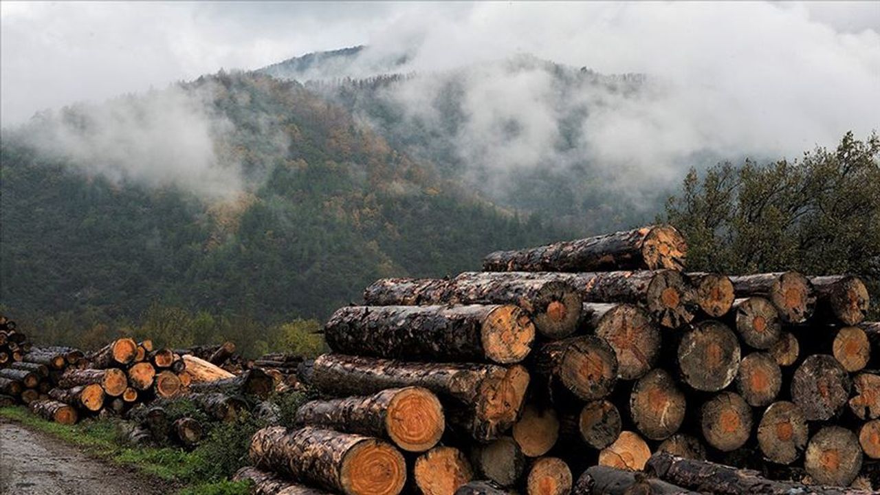 Enerji krizi odun şirketlerine yaradı: Hisseleri yüzde 700 arttı