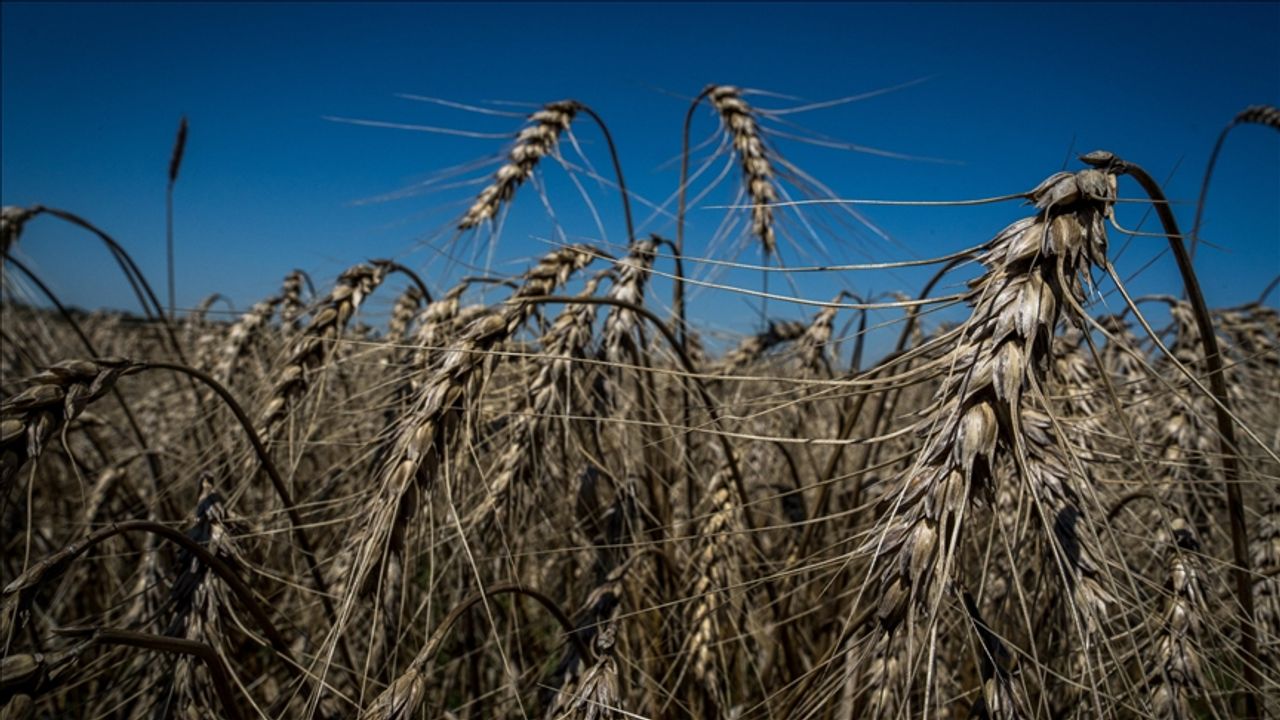 Ukrayna, Etiyopya ve Somali'ye 50 bin ton buğday gönderecek
