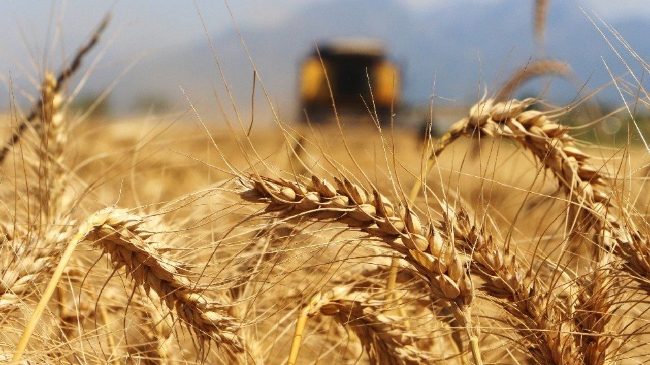 Tahıl anlaşmasının askıya alınması buğdayın fiyatını yükseltti