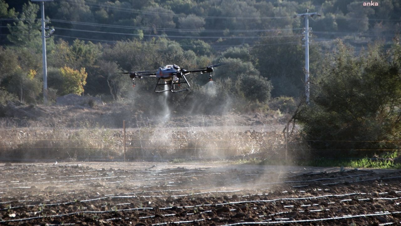 Bodrum Belediyesi'nden dron ile ilaçlama dönemi başlıyor
