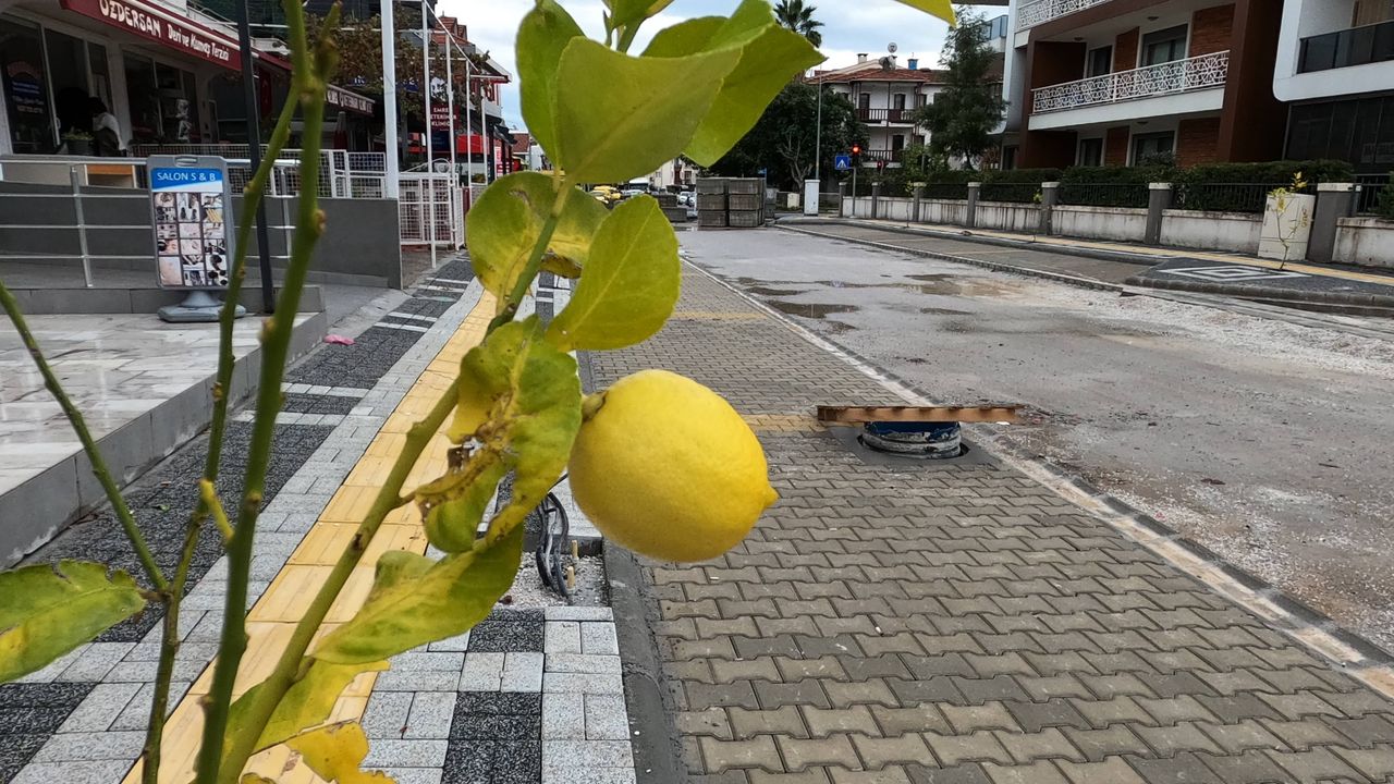 Marmaris'te sokakları limon ağaçları süsleyecek