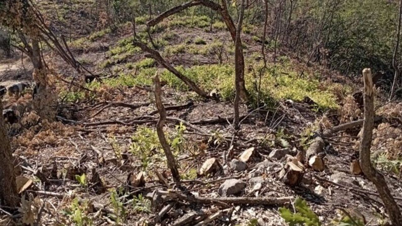 Operasyon gerekçe gösterilerek yakılan ormanlar bu sene de ‘yeşertme’ bahanesiyle kesiliyor