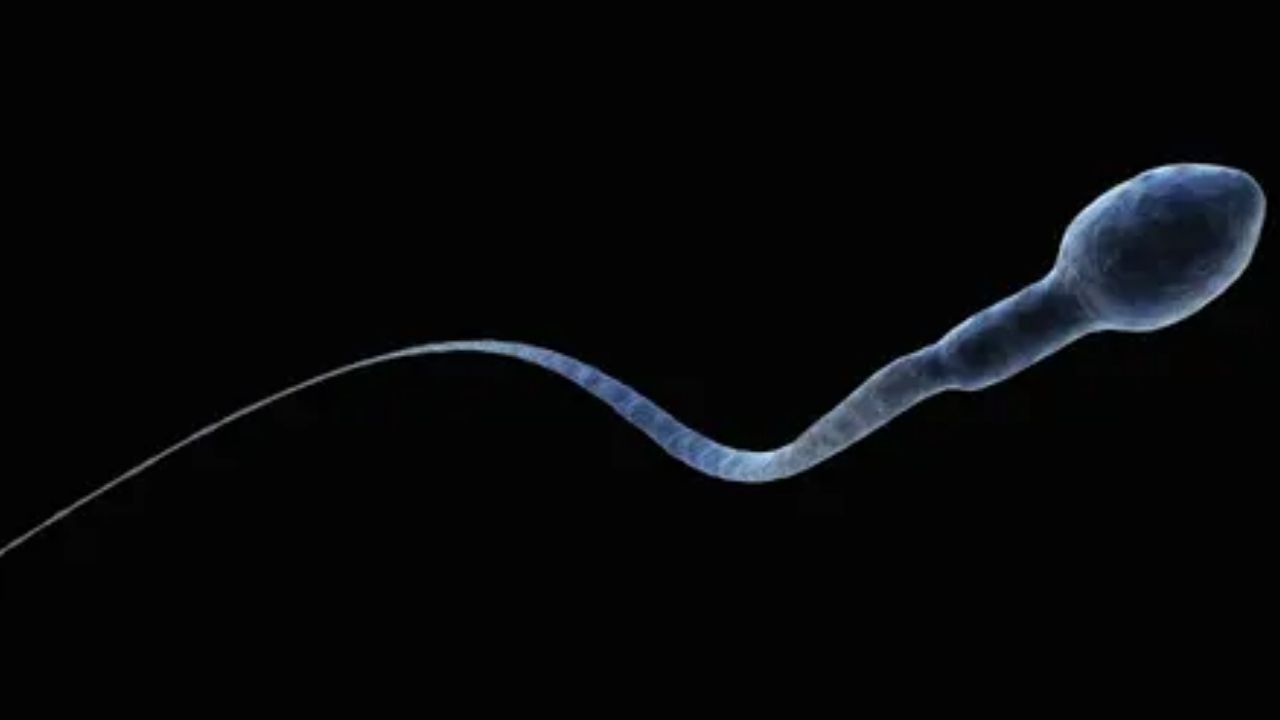İnsan ırkının sonu gelebilir: Sperm sayısı dünya genelinde 50 yılda yarı yarıya azaldı