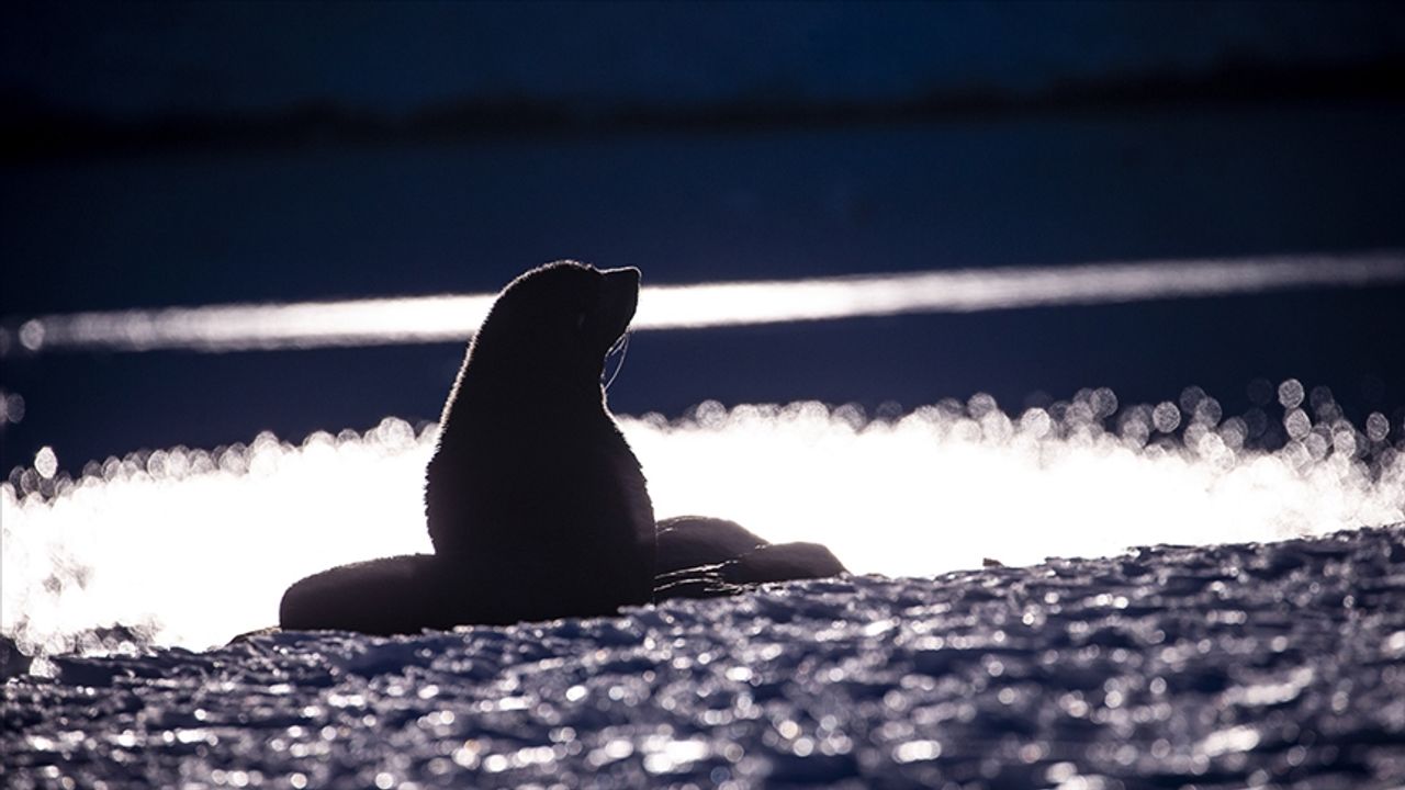 Hazar Denizi kıyısında binlerce fok ölü bulundu