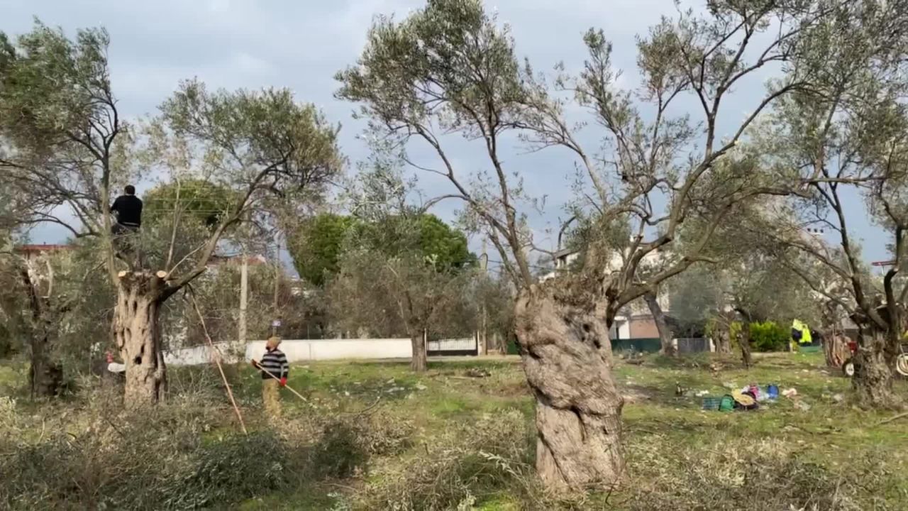 Edremit’te hasat sonrası zeytin ağaçları budanıyor