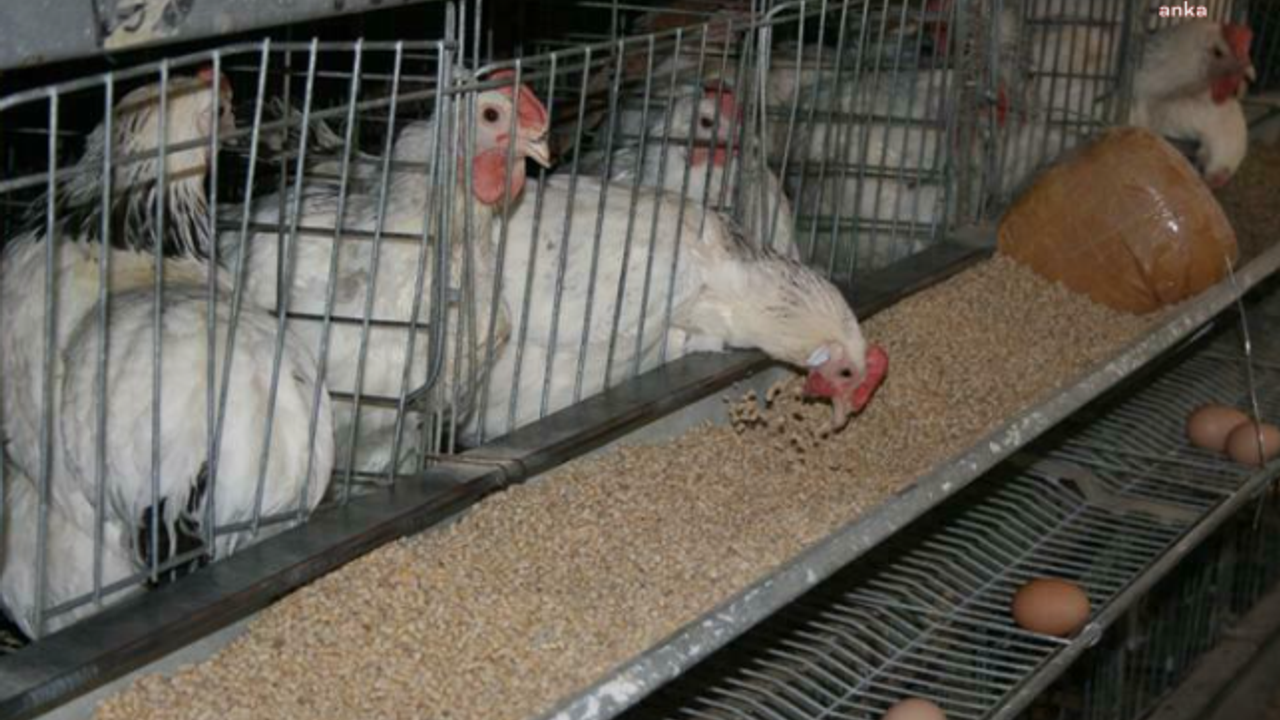 TÜİK: Kasım ayında tavuk eti üretimi yüzde 6, yumurta üretimi de yüzde 1,7 azaldı