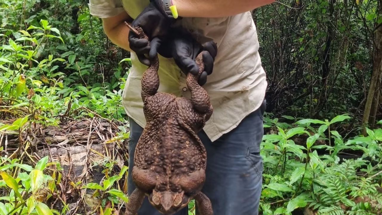 Dünyanın en büyük kurbağası bulundu: Tam 2,7 kilo