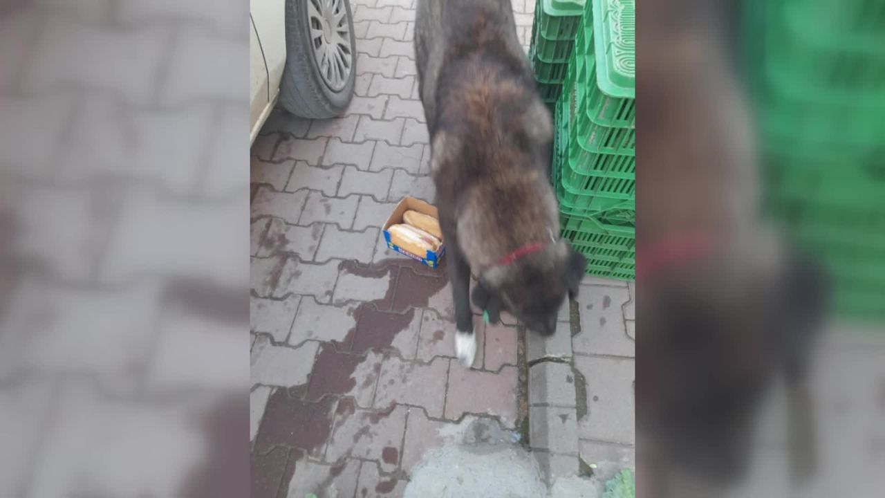Safranbolu'da 'Vefalı' ismi verilen sokak köpeği esnafa yiyecek getiriyor