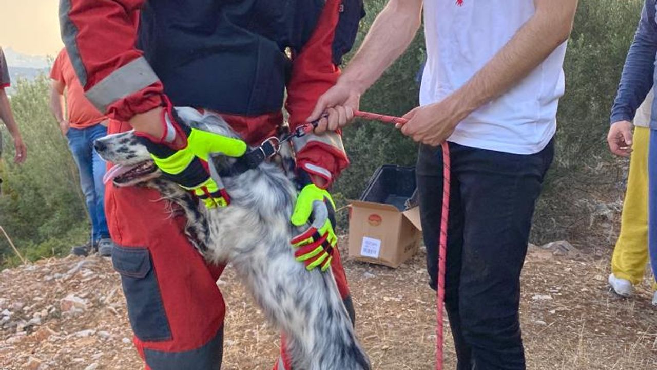 Bodrum'da kuyuya düşen köpek kurtarıldı