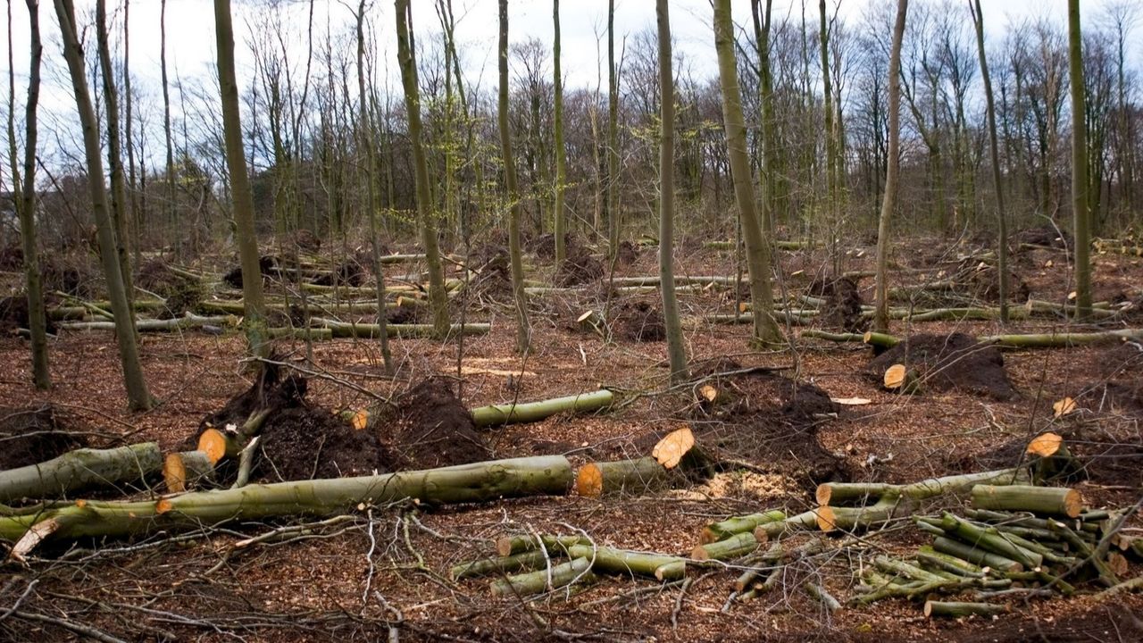 Bakan Pakdemirli: "Türkiye'de 5 yılda 115 milyon metreküp odun kesildi"