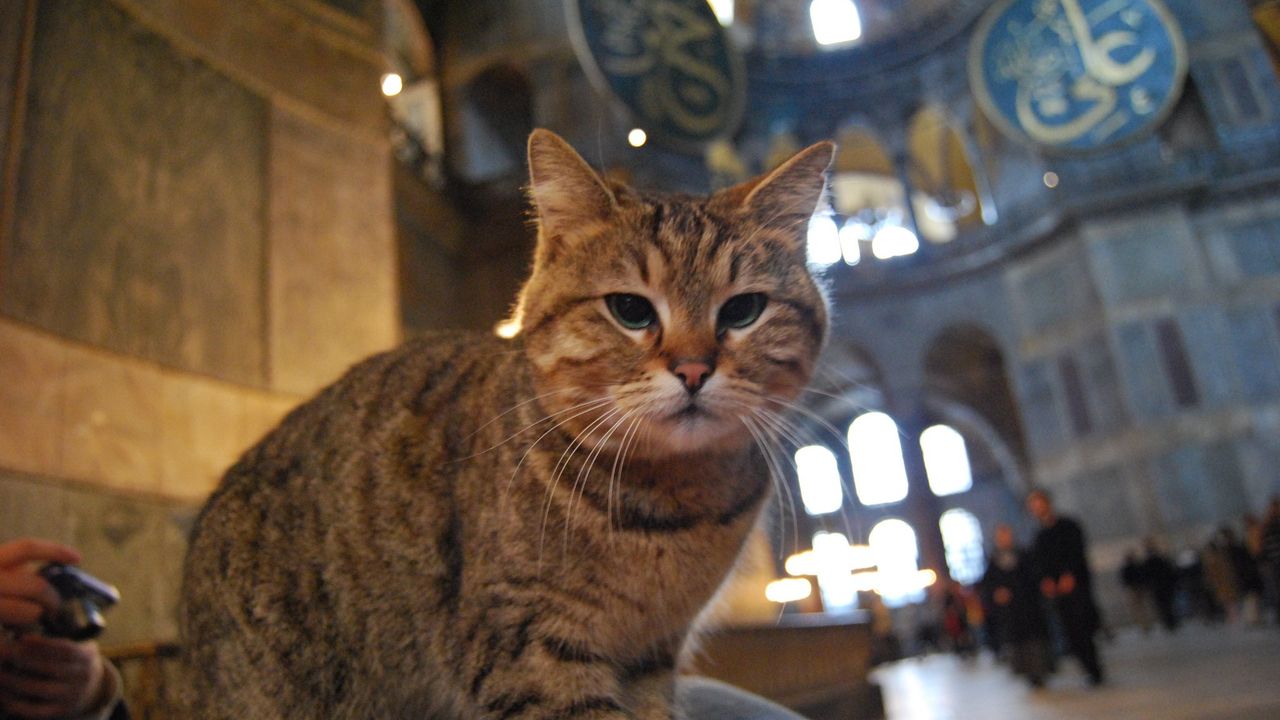 İstanbul Valisi Yerlikaya'dan Ayasofya'nın kedisi Gli'yle ilgili paylaşım