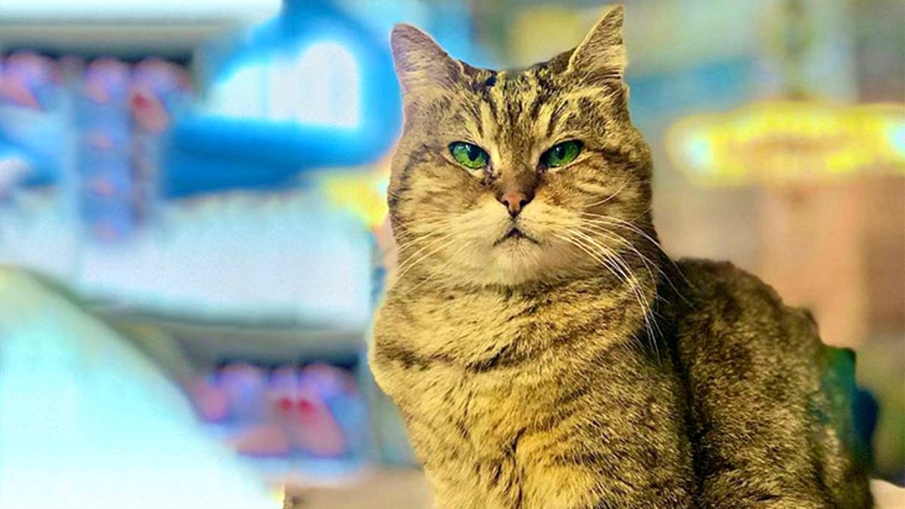 Ayasofya'nın kedisi Gli sağlık sorunları yaşıyor