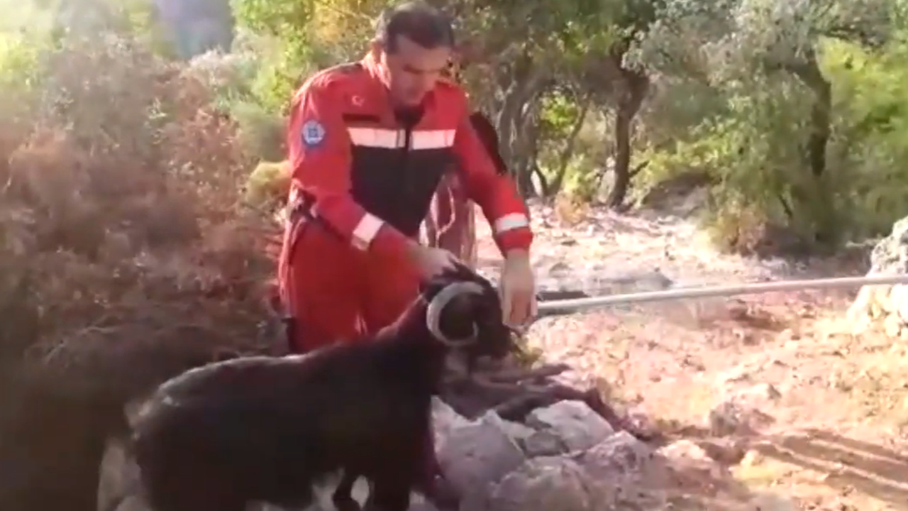 Kuyuda mahsur kalan keçiyi itfaiye ekipleri kurtardı