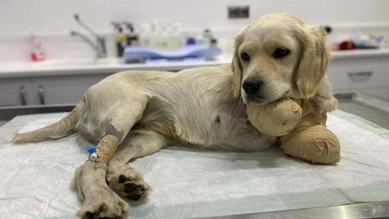 Ön patileri kesilen yavru köpek Pamuk, hayati tehlikeyi atlattı