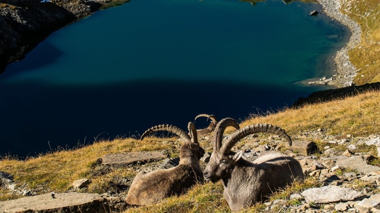 Antalya ve Isparta'daki 47 yaban keçisi av ihalesi iptal edildi