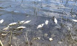 Alibeyköy Barajı'nda yaşanan balık ölümleri endişe yarattı