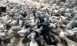 Adana’da 300 civciv ölüme terk edildi