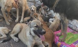 Diyarbakır'da kırsal araziye bırakılan 100'e yakın köpekten 10'u öldü