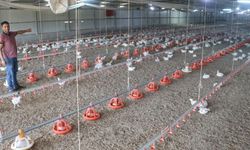 Elektrik kesintisi nedeniyle 35 bin tavuk öldü