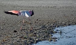 "Ölümlerden sonra flamingolar Tuz Gölü'ne gelmeyebilir"