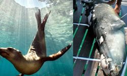 Koruma altındaki Akdeniz foku zıpkınla vuruldu
