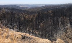 Adana'da yangında 4 bin 150 hektar orman alanı zarar gördü