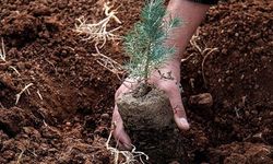 Orman Genel Müdürlüğü’nden "ağaçlandırmama" faaliyeti