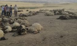 Sulama kanalına atlayan 170 koyun boğuldu